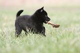 SCHIPPERKE 392